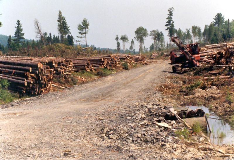 Stacked tree-lengths here. Clearcut is the order of the day.