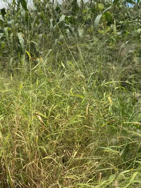 The tombstones are in this thicket.