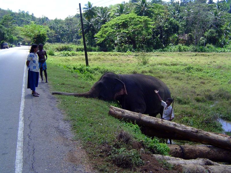 And here comes some company. The elephant plays innocent.