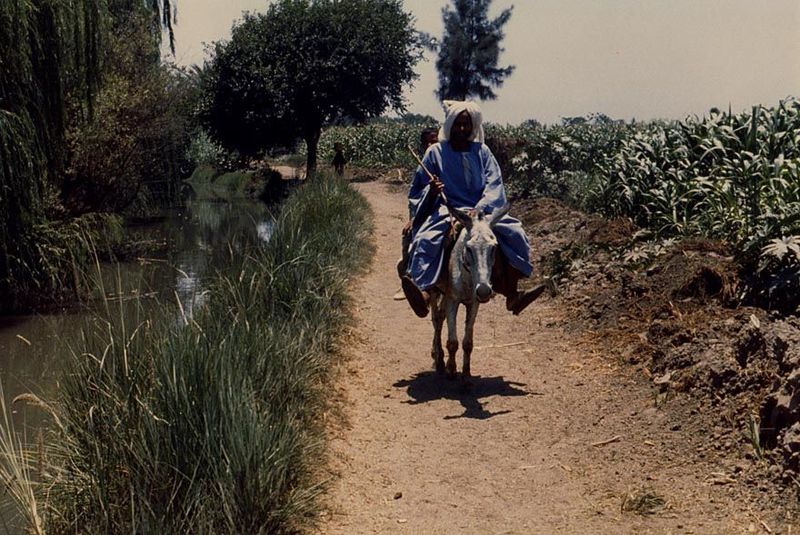 Downstream from the weir, the desert is a distant world. Since the completion of storage reservoirs upstream, especially at Aswan, water flo