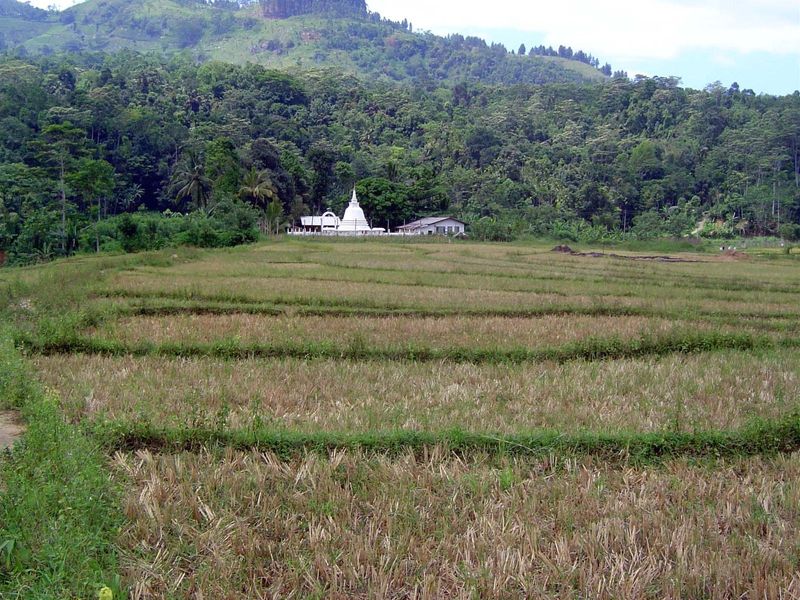 Rice is still the dominant crop here, although you'll find vegetables where farmers have enough labor to tend them.