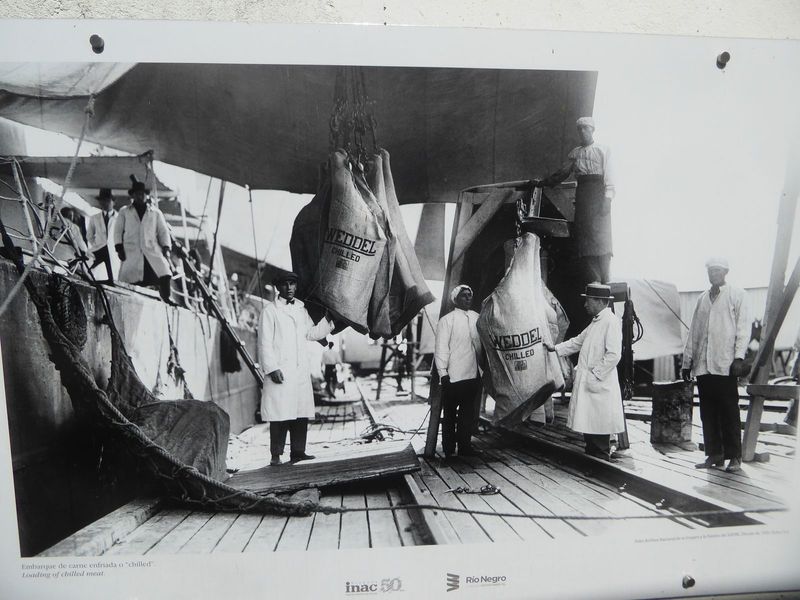 Loading at the wharf. The Vesteys had a refrigerated warehouse in London, and they supplied it with beef carried in the ships of their own B