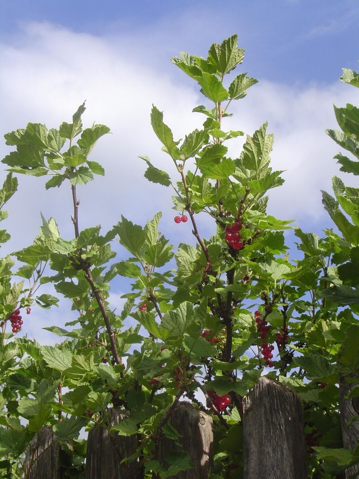 Red currants.
