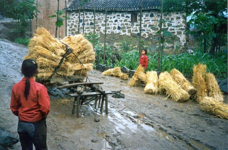 Wheat, carried on tumplines, is piled for threshing and milling into noodles that are stored in every household.