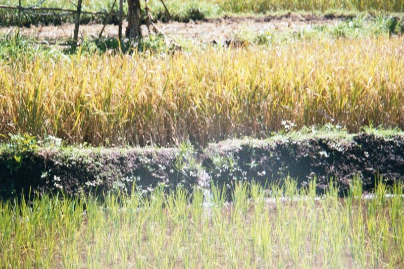 Another contrast between younger and older crops.