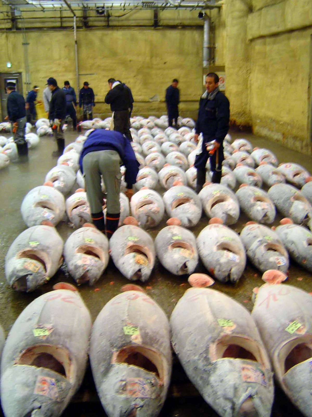 Still frozen: these fish have come a long way.