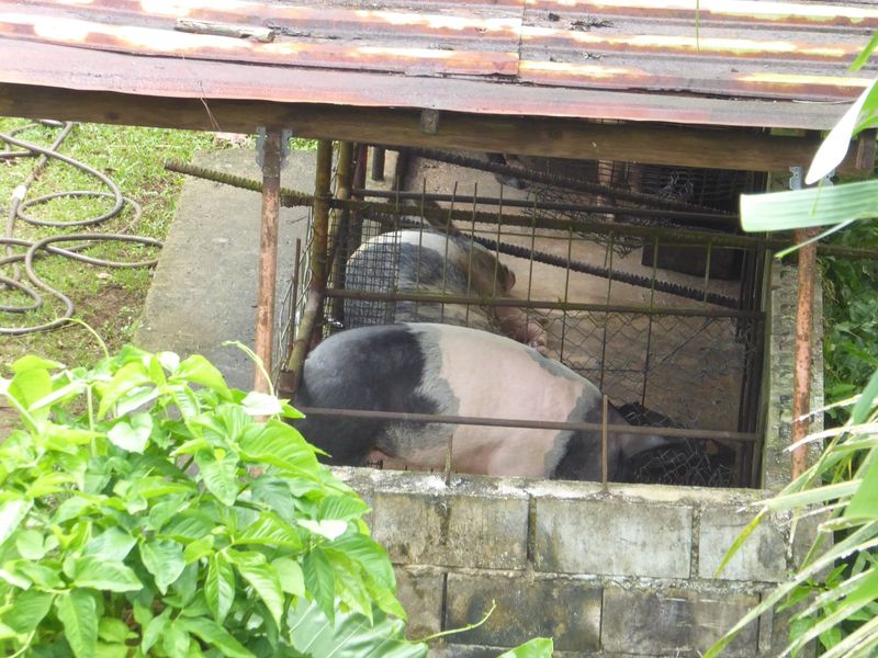 Every grocery sells hog feed. Pigs were introduced to the island by the Spanish; before then, red meat came from dogs. To a limited extent, 
