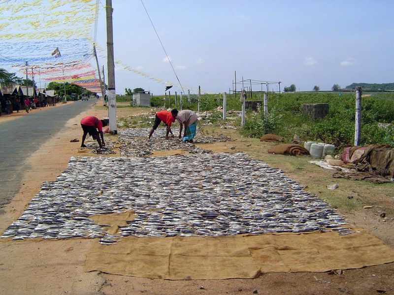 There's plenty of room on the spit to dry fish. Flakes of spicy, dried fish are a popular, even classic condiment in Sri Lanka.