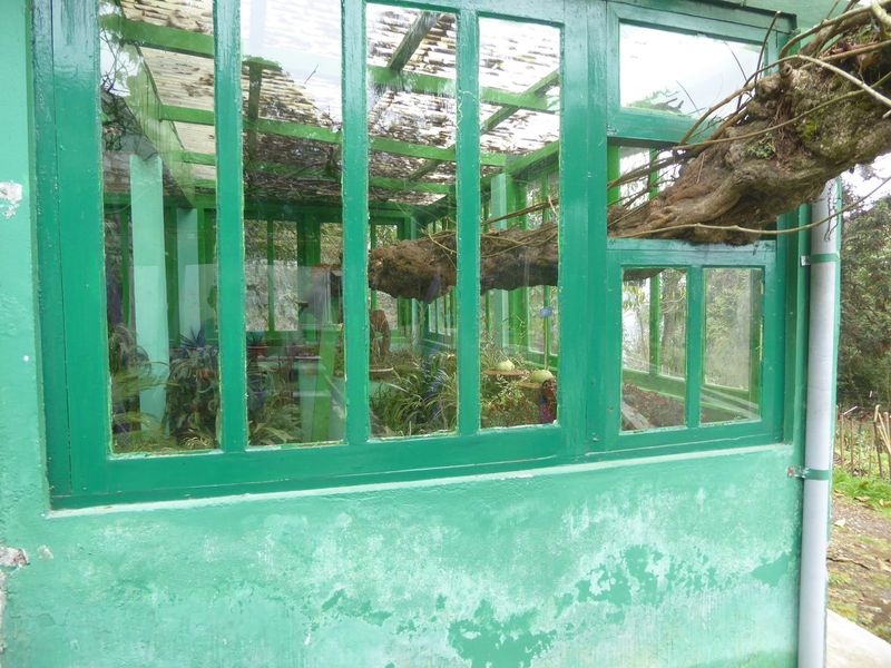See that vine growing right through the window