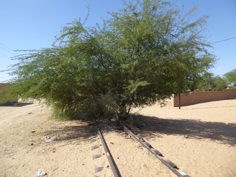 There used to be a railroad between Saint-Louis and Dakar. The track's still there, in fact. Built by a private company, it was taken over b
