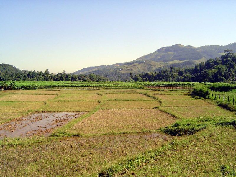 You won't find many places in the old Kandyan Kingdom with flat farmland like this—certainly nowhere near Kandy. In the background, the fiel