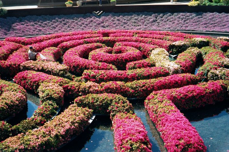 Creek's end: the azalea maze.