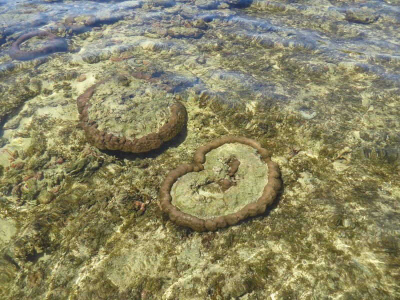 Sea cucumbers ? on the coral floor.