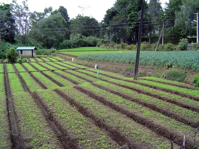 Raised beds are common.