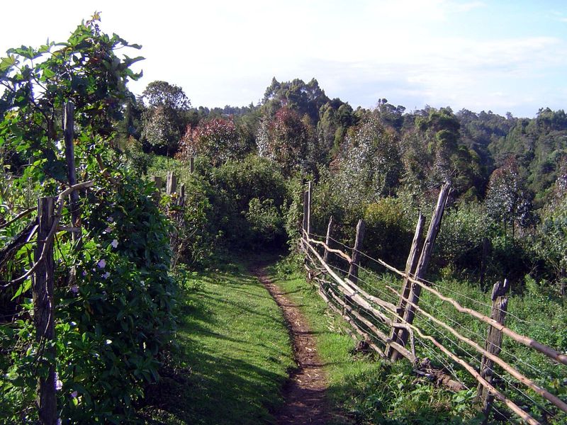 Footpaths wind through the property so neighbors can use the shortcut up to the highway.