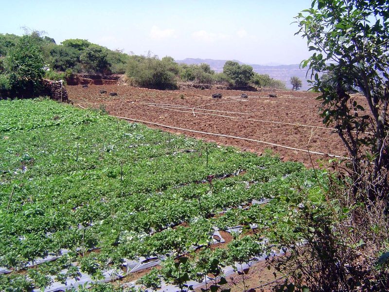 Nearby, one of the many strawberry fields for which Mahabaleshar is famous.