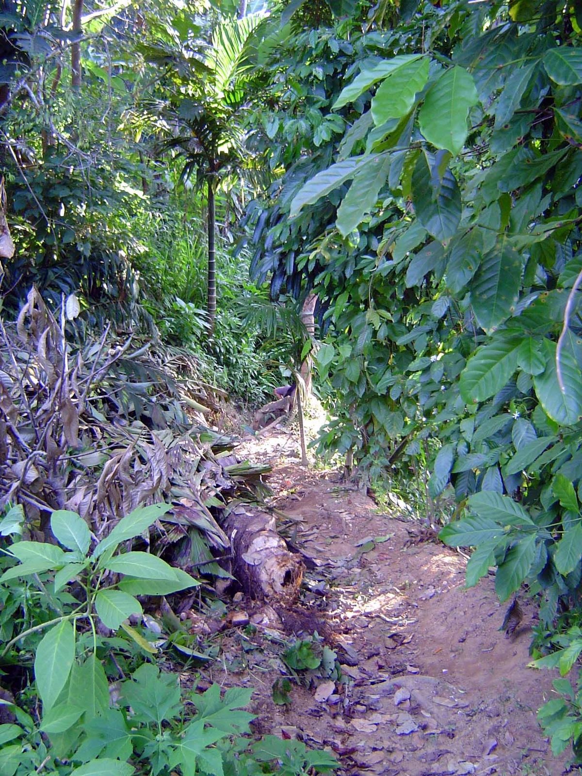 The land not in paddy tends to be thickly planted with tree crops—in this case, some coffee.