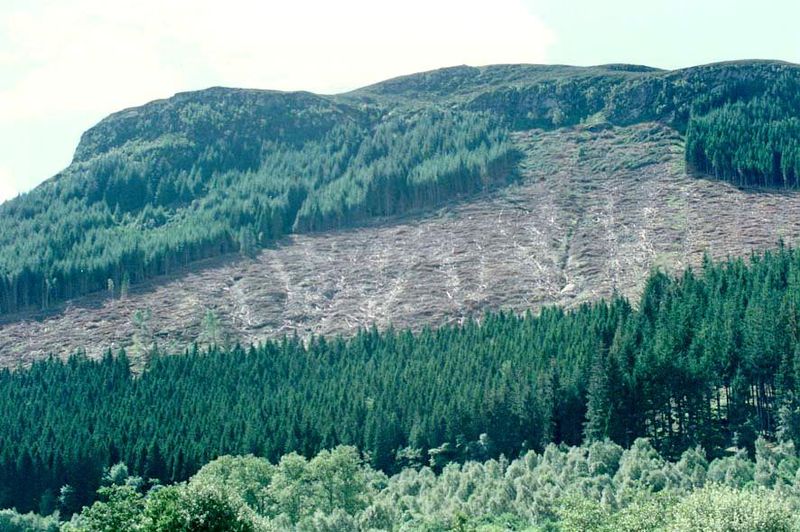 Replanting began early in the 20th century. The results have become a favorite target for environmentalists appalled by both the monoculture