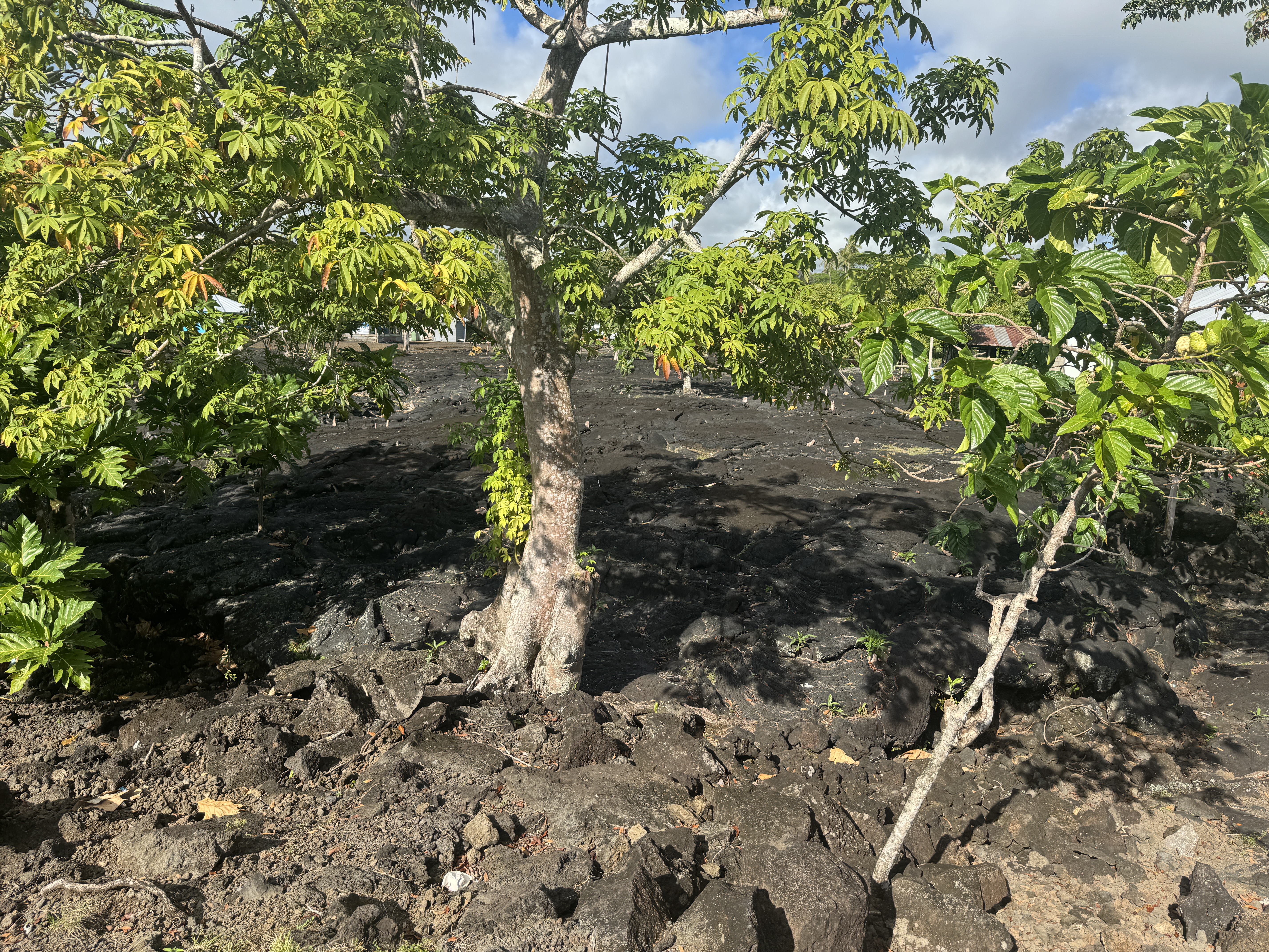I almost forgot one more church, nearly buried under one of the island's remarkable lava flows.