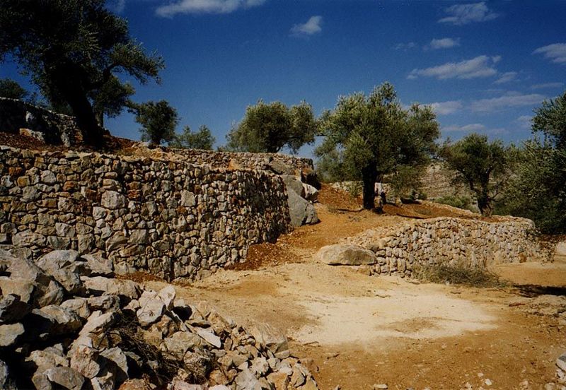 Jiljilya's expat money goes into new olive terraces, too. Viewed through the lens of the economist, they are a waste of money, but their bui