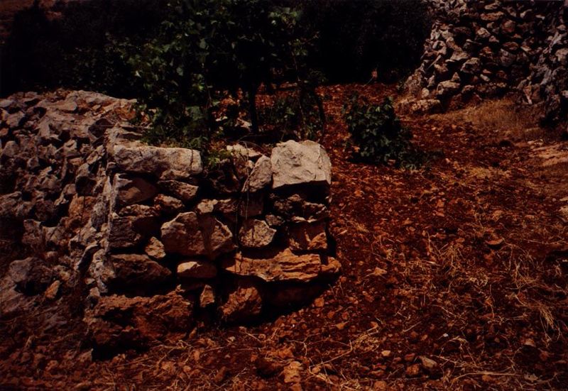 On the other side of Betar Illit is Nahalin, where bare rock has been blasted into terraces for fruit trees. Passersby are welcome to take a