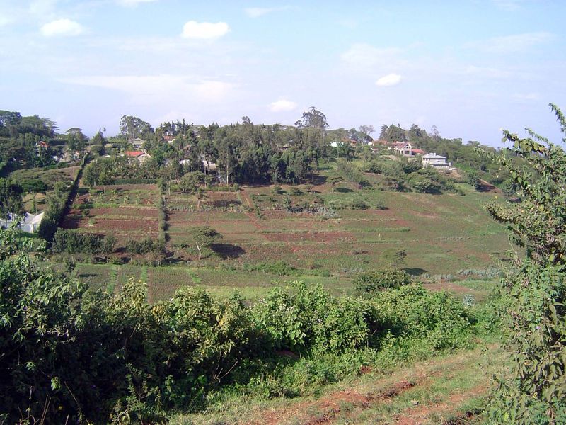 The alternative to trees is cultivated land.