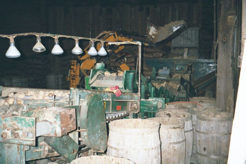 Inside the potato house, potatoes are inspected before being loaded.