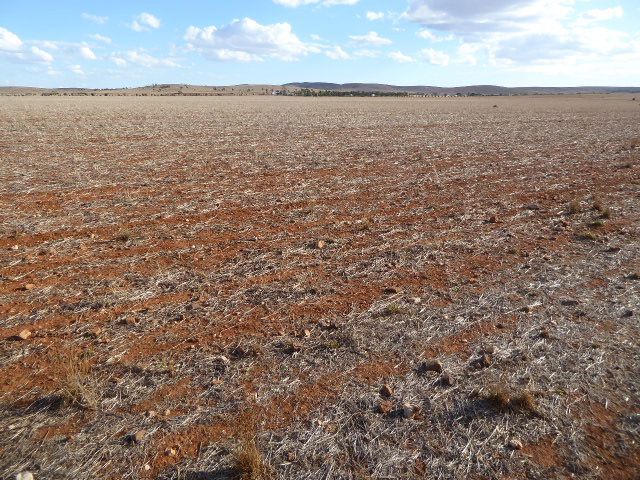 We're back on the road north; a modestly sized field of stubble. Stubble of what? Ummm... saltbush?