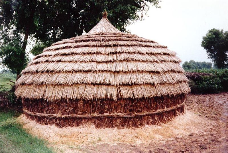 Straw is protected during the rainy season by ingenious, water-shedding stacks.