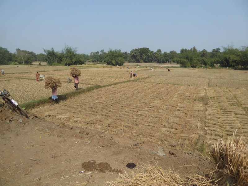 Men assemble huge headloads of paddy bundles and carry them to carts parked on a road nearby. Harvesting in this part of India, like plowing