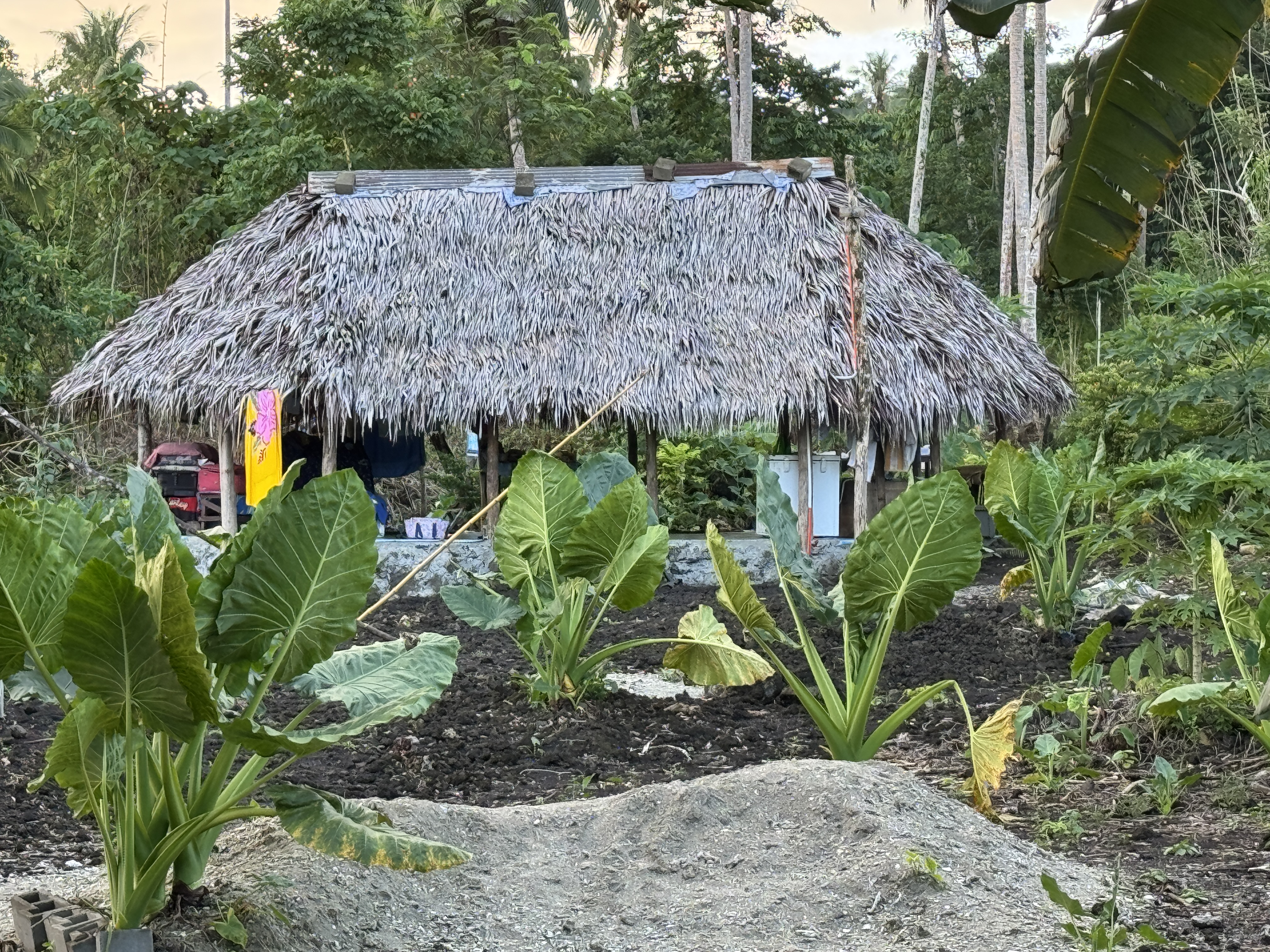 I just remembered: I also saw this along the road heading inland from the giant clam sanctuary, which you can find if you hunt.  I should ha