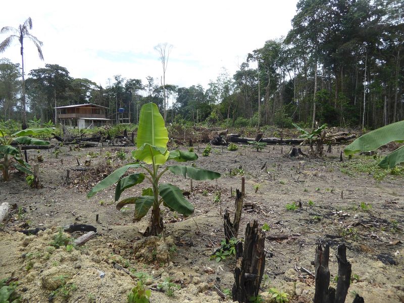 An old banana plantation.
