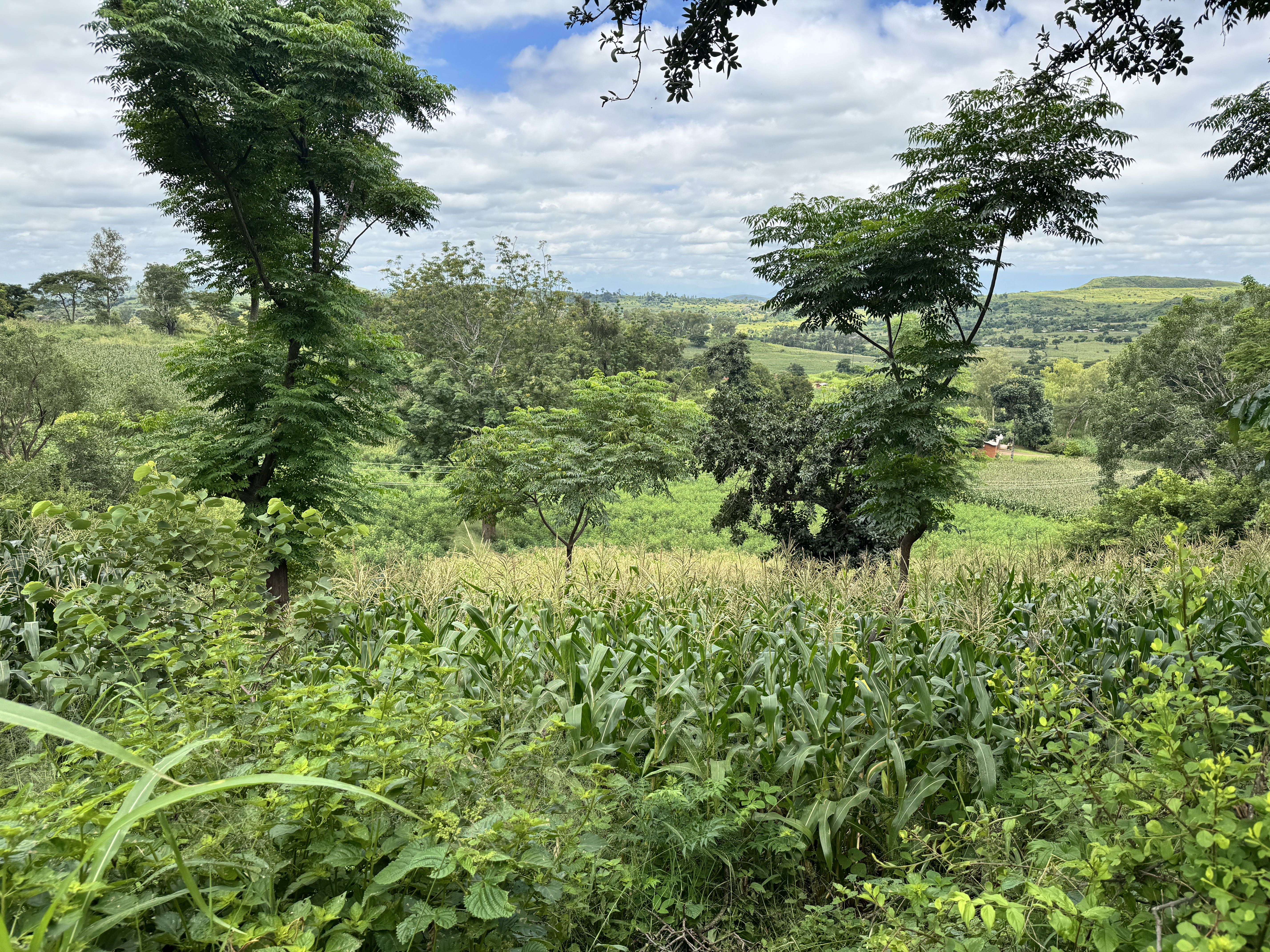 View from the main house.