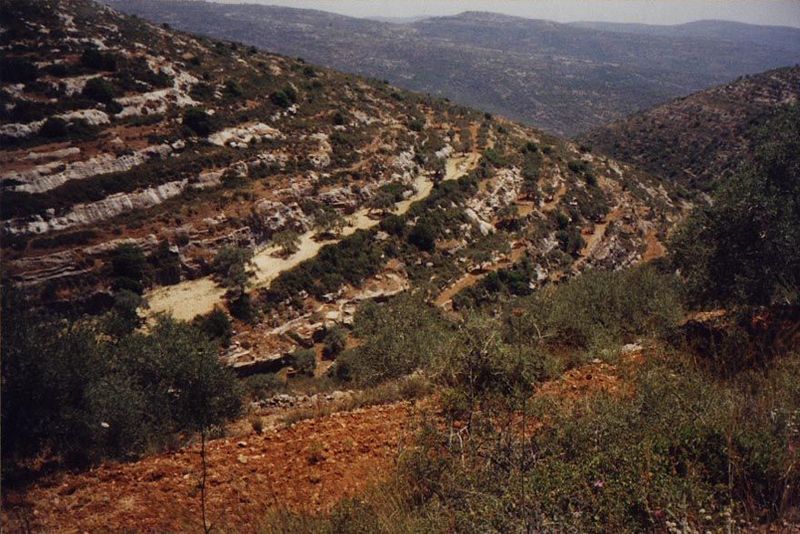 A more typical agricultural landscape—indeed, the paradigm of the western slope of the northern West Bank—is olive terraces on the flanks of