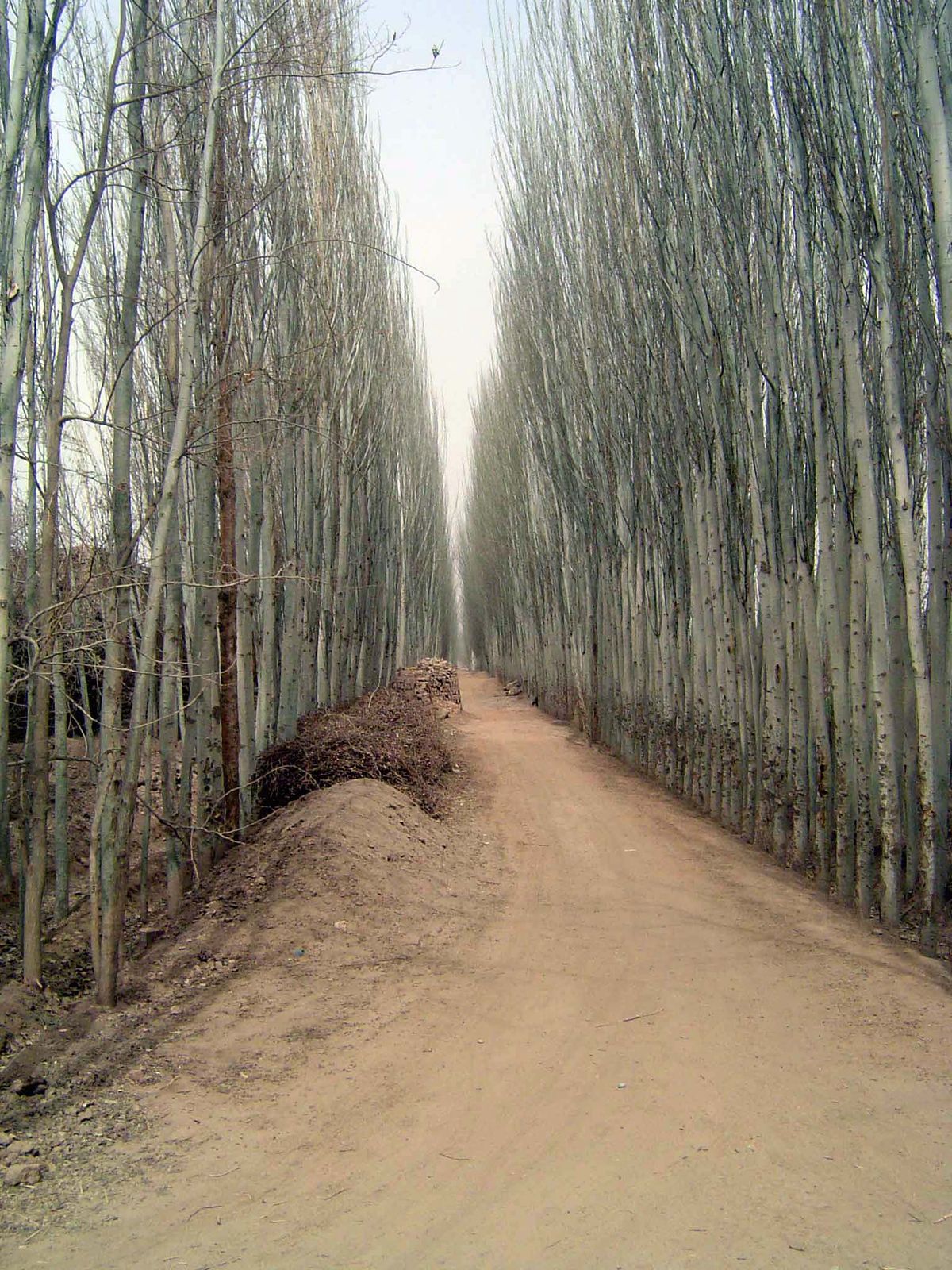 A birch crop.