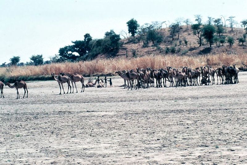Cattle nomads and camel nomads overlap in this part of Sudan, with the cattle generally migrating in more southerly tracks and leaving the S