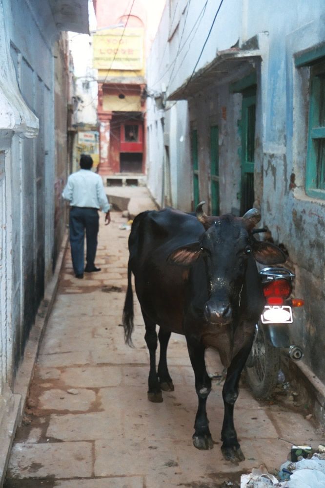 Behind the ghats are the densely crowded pukka mahals, "fine houses" separated by the narrowest of alleys.