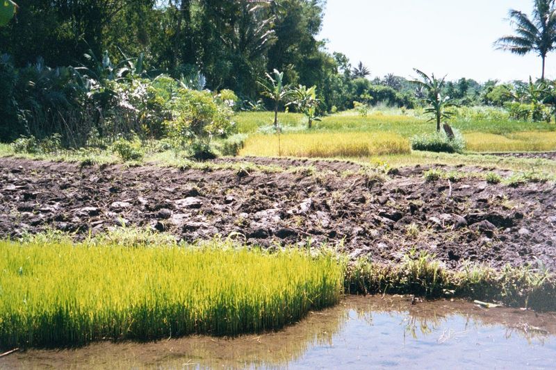 Here's the paddy nursery whose seedlings will be transplanted into the larger field behind.