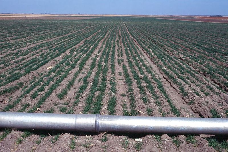 The secret of success: irrigation water, here about to flow through gated pipe.