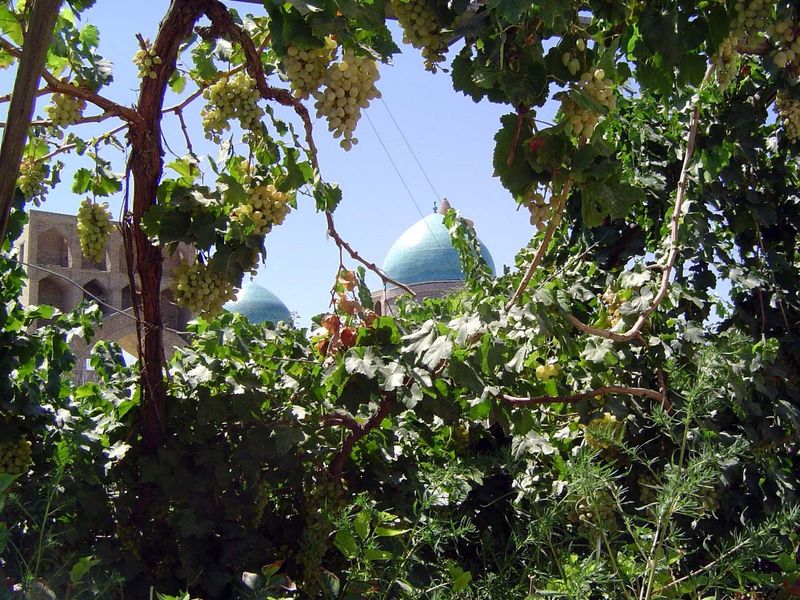 Vines in another residential courtyard obscure the Mir-i-Arab Madrasa.
