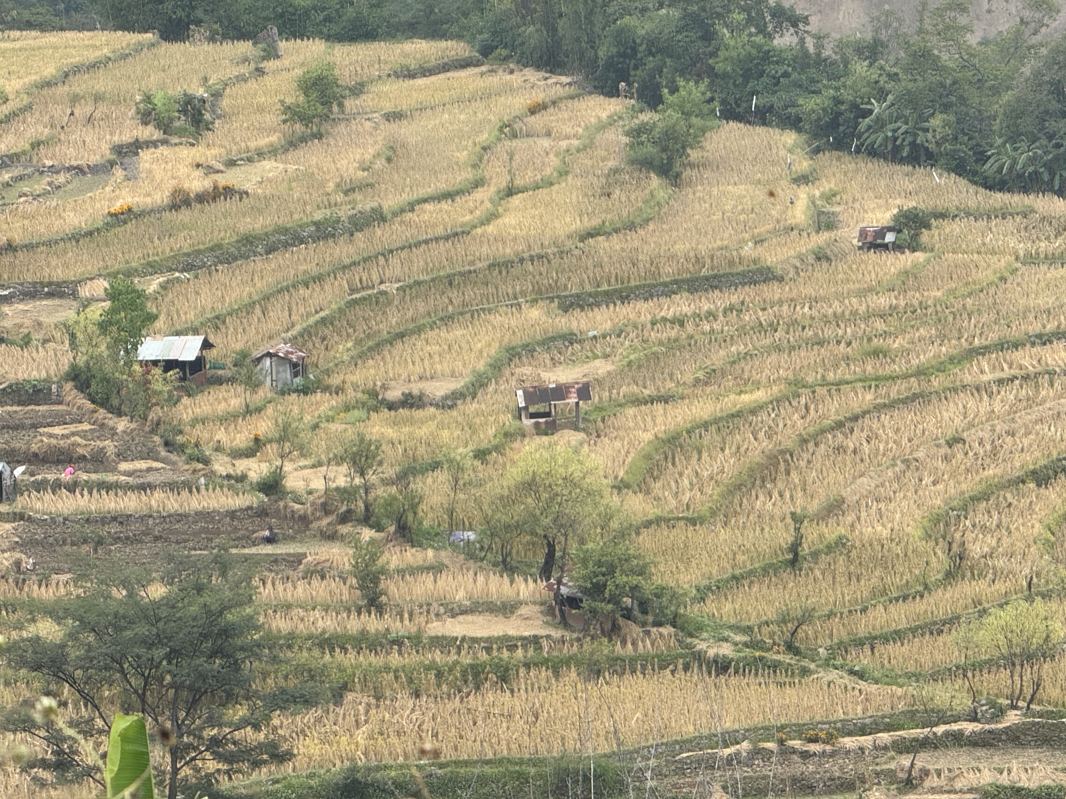 Kigwema's paddy lands.