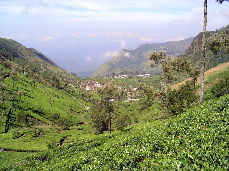 Dambatenne lies at the edge of the escarpment dropping off to the coastal plain. The morning fogbank has not yet arrived.