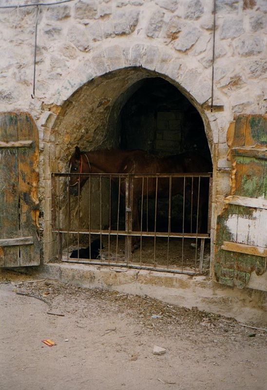 There aren't many horses left in Hebron, but here's one, stabled close to the qusseba and, judging from the gnawed planks, hungry and/or bor