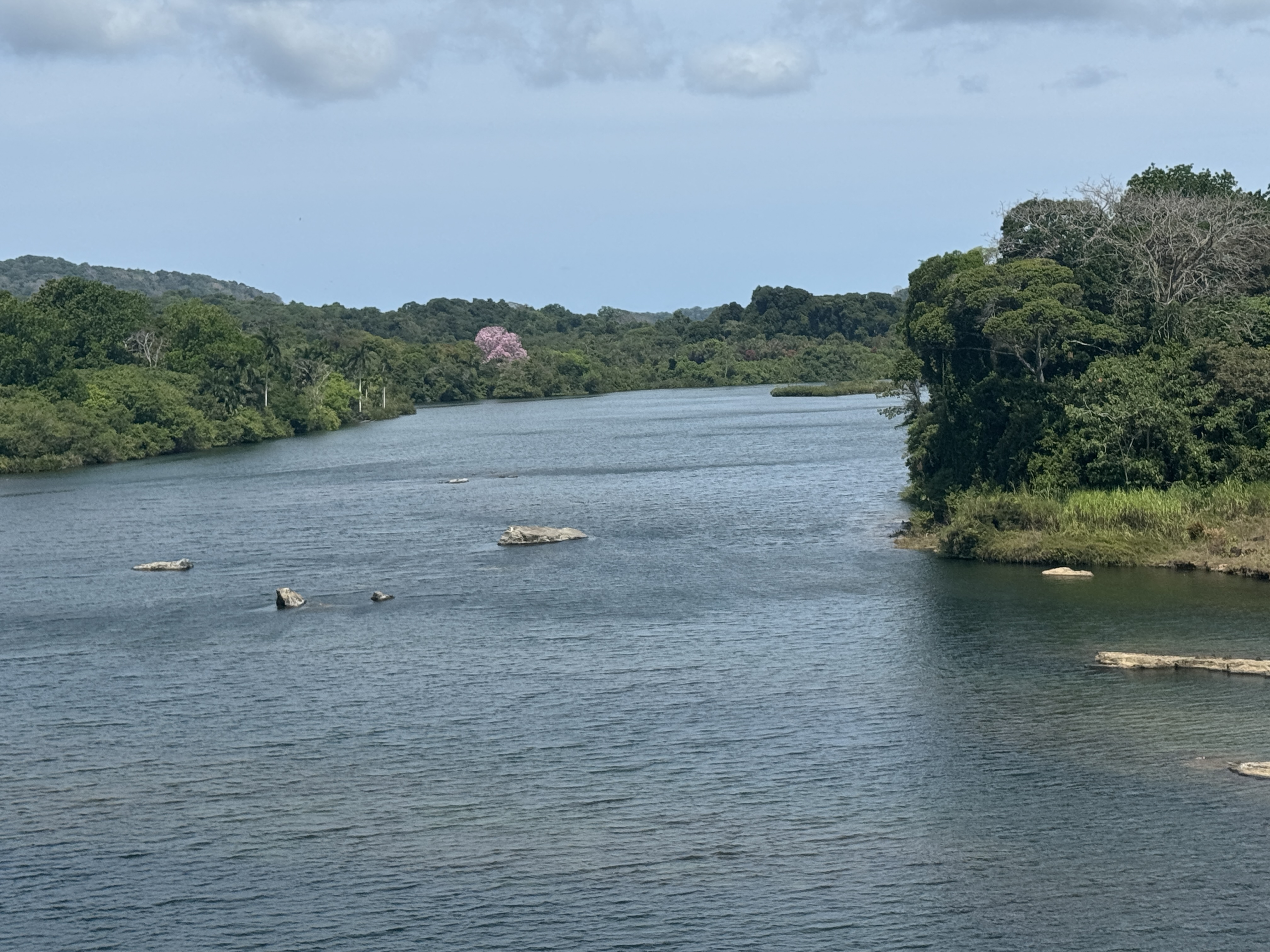 Here's the Chagres River just below the spillway and about six miles from the Atlantic.  It looks like a big river, but it's a tidal inlet n