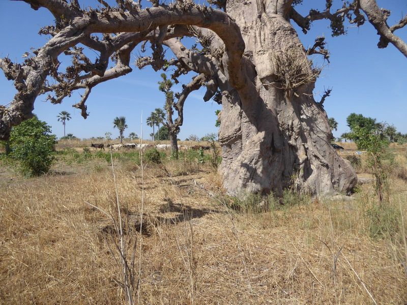 Just another baobab.