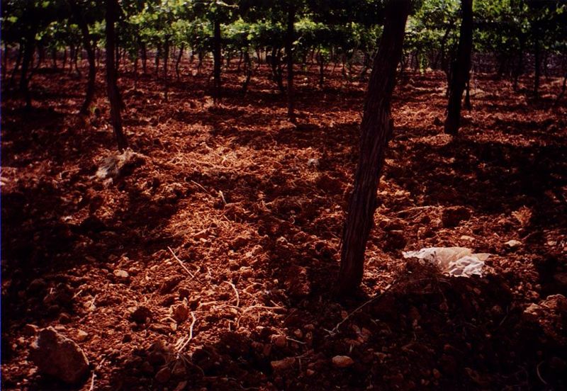 A more intensive kind of grape production: vines supported by trellises and forming a network casting heavy shade. Yields are much higher th