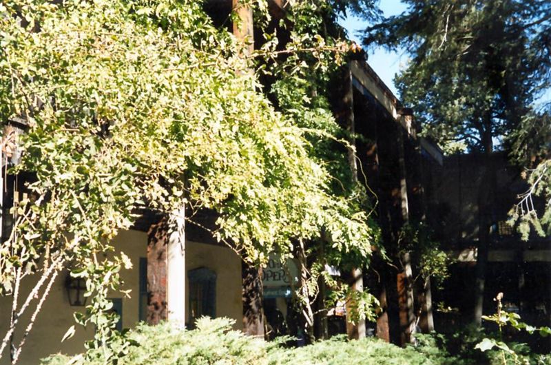 Time has converted the courtyard into a forest.