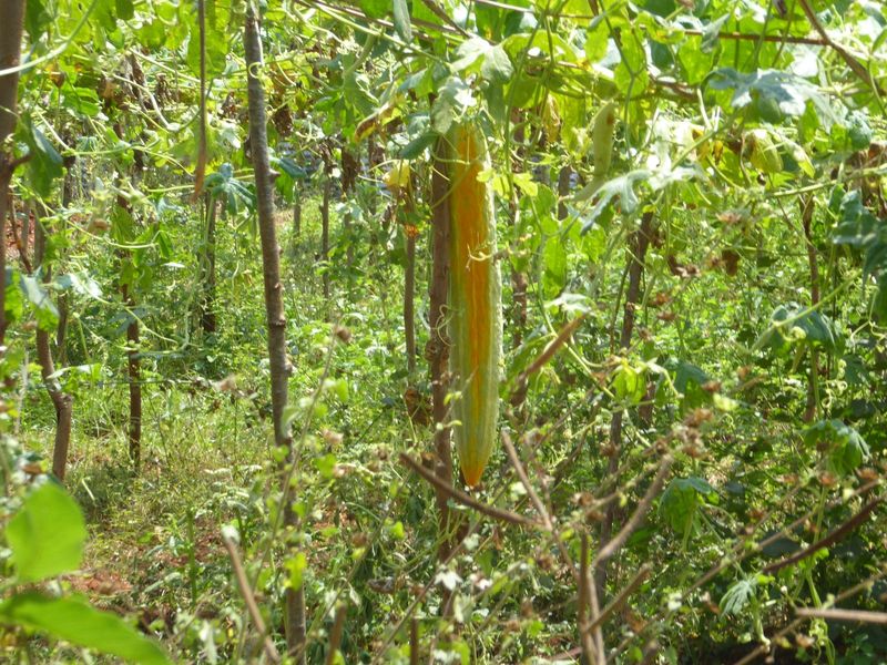 Bitter melon or gourd.