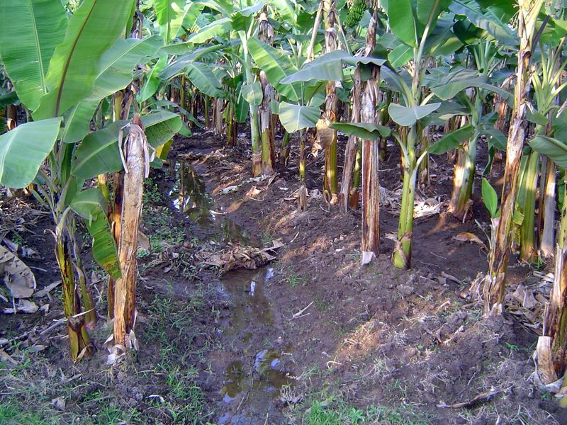 Water is used lavishly on bananas.