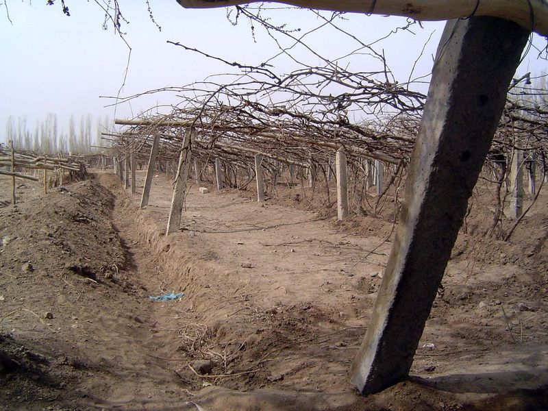 Vines.